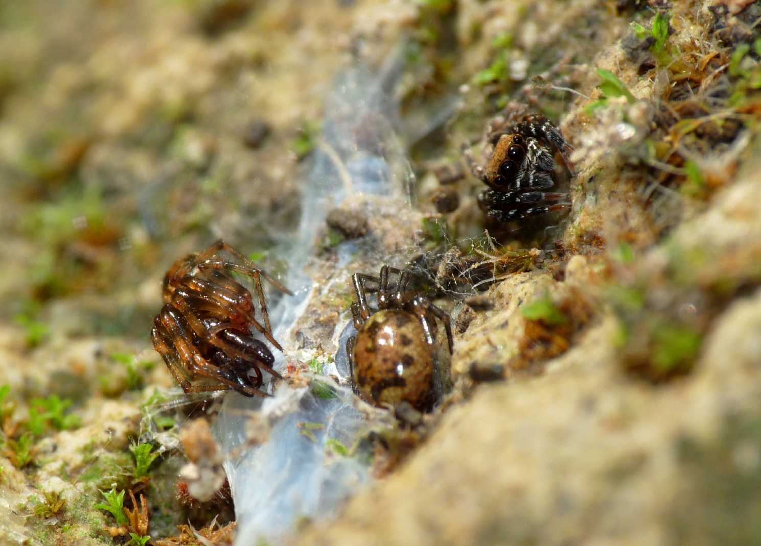 Coppia di Enoplognatha mandibularis con ospite